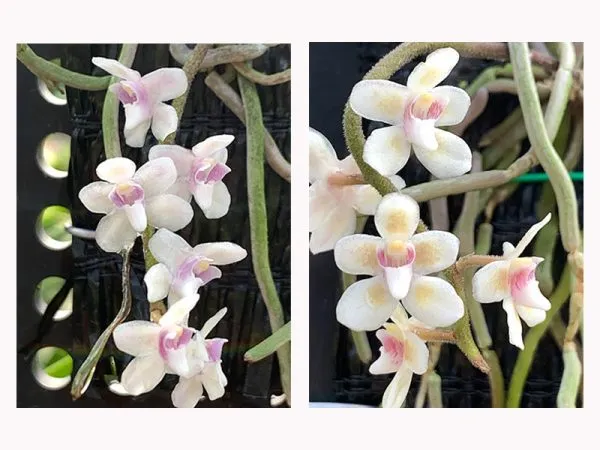 Chiloschista shanica leafless orchid