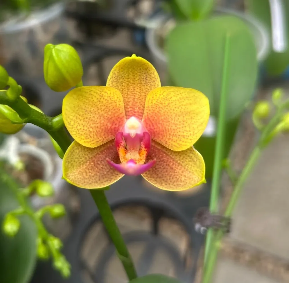 L003 Reyoung Romance Fragrant flower size 4-5cm/2 stems