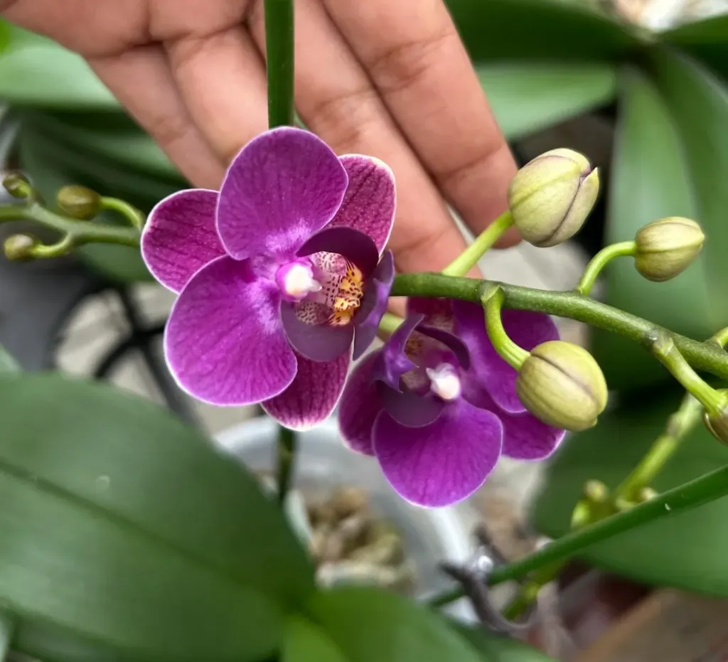 L009 Reyoung Galaxy flower size 4-5 cm/2 stems