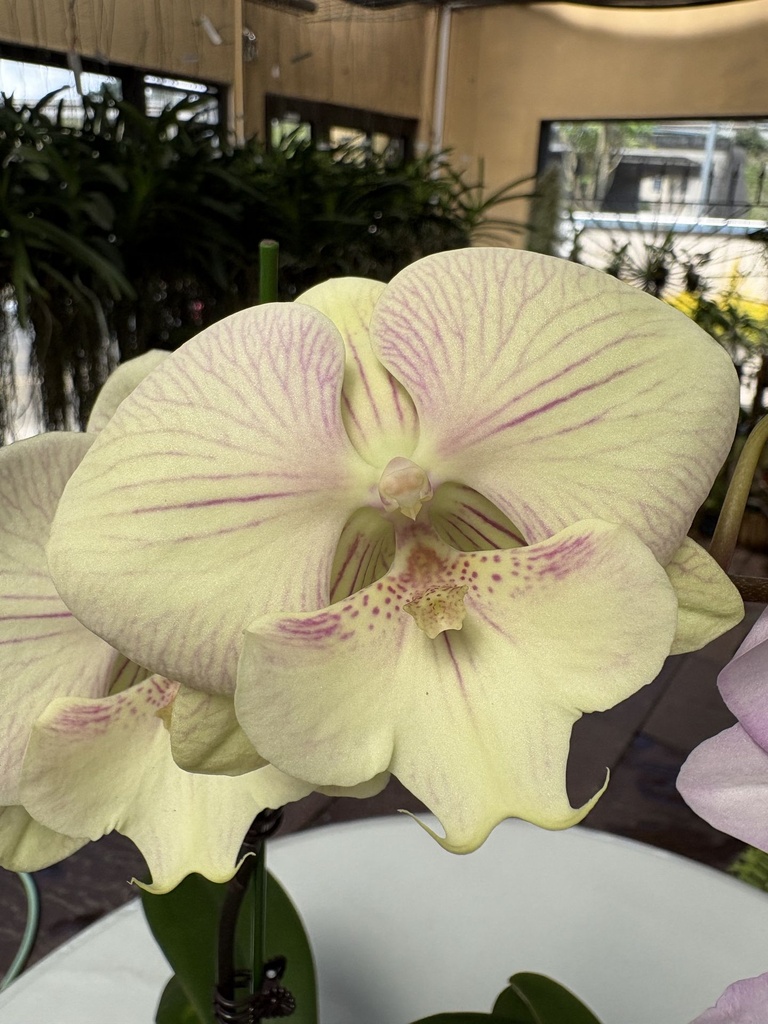 Phal Fruit Punch flower size 8-9cm