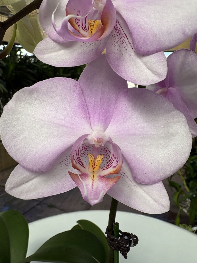 Phal Pink Dawn flower size 7-8cm