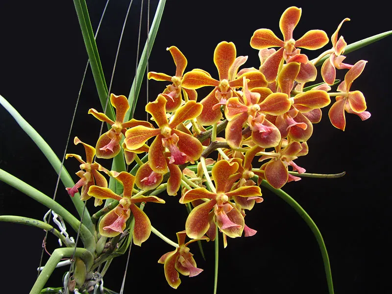 Paraphalaenopsis hybrids (labukensis x Memoria Thianchai) 7 years old