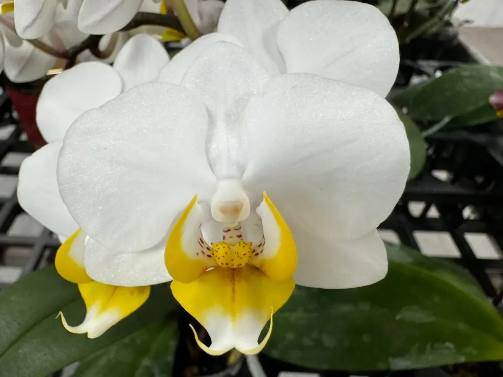 L024 GC Reyoung Gudetama – Plant Only