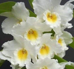 Den. Nobile True Love – non- blooming