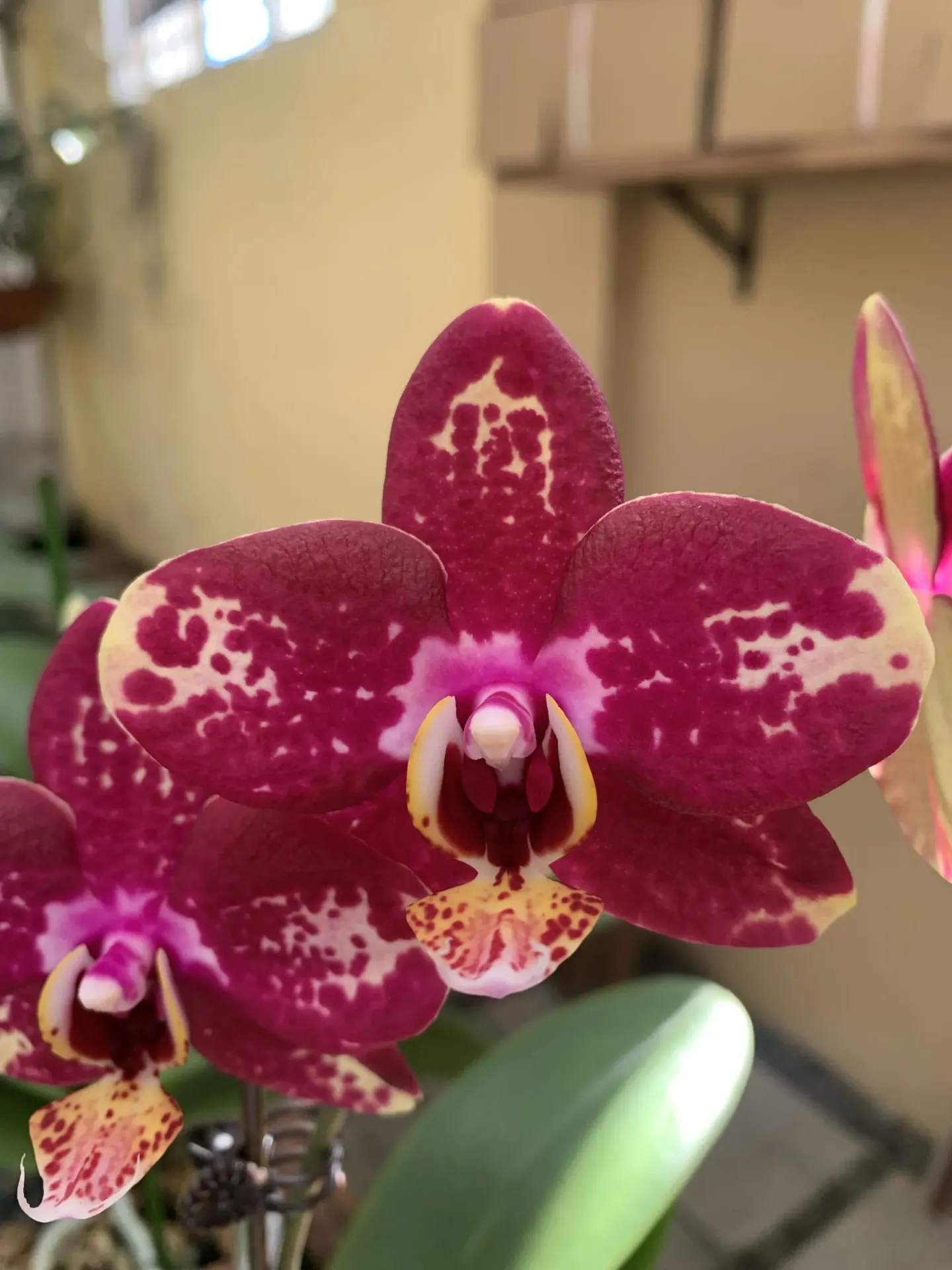 [SGJan25] F5566 Phal Romina – non-blooming