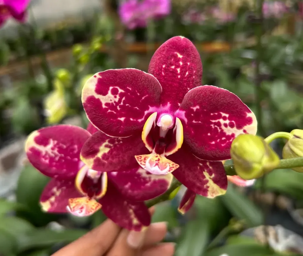 F5566 Phal Romina flower size 5-6cm