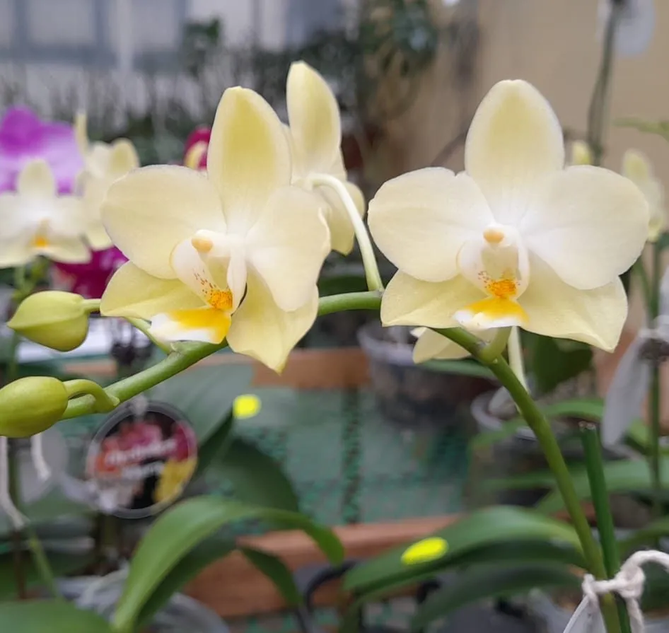 F5241 Phal Cheesecake Light – Plant Only Fragrant