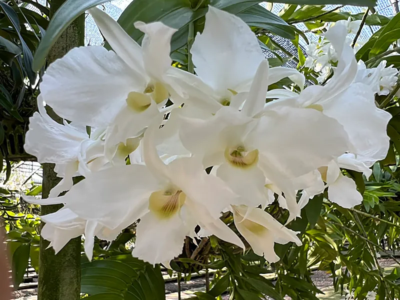 [JairakApr25] Dendrobium dearei