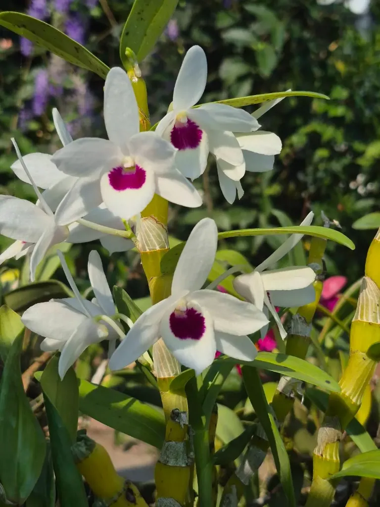 Den. Nobile Watanabe White – plant only