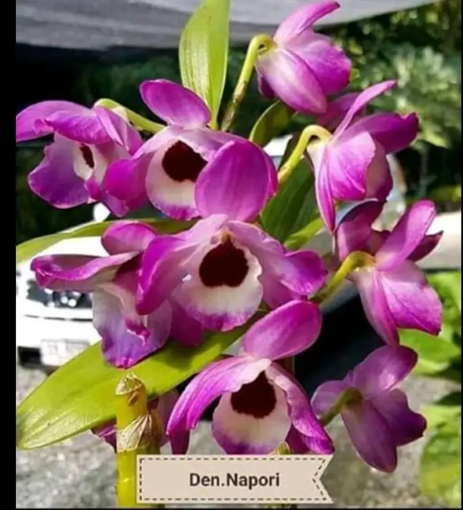 Den. Nobile Napori – non- blooming