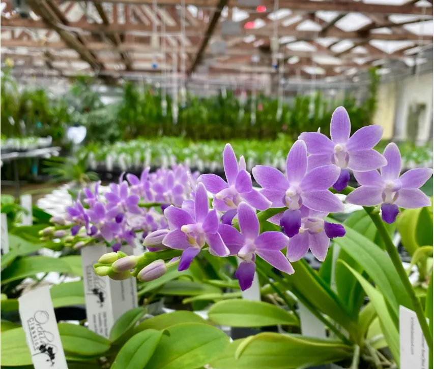 Phal Summer Rose Blue Star