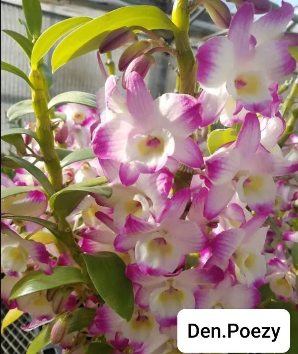 Den. Nobile Poezy – non- blooming