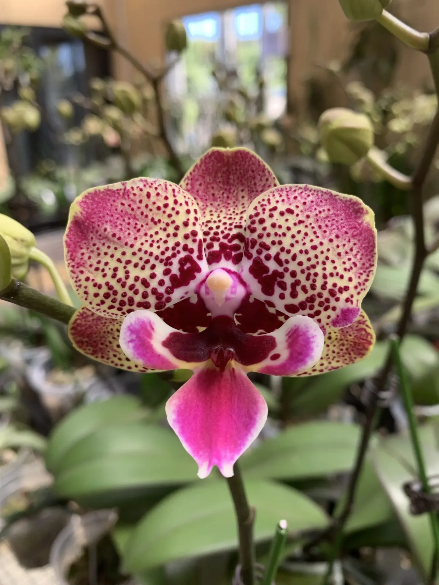 F6142 Phal Meruru flower size 4-5cm