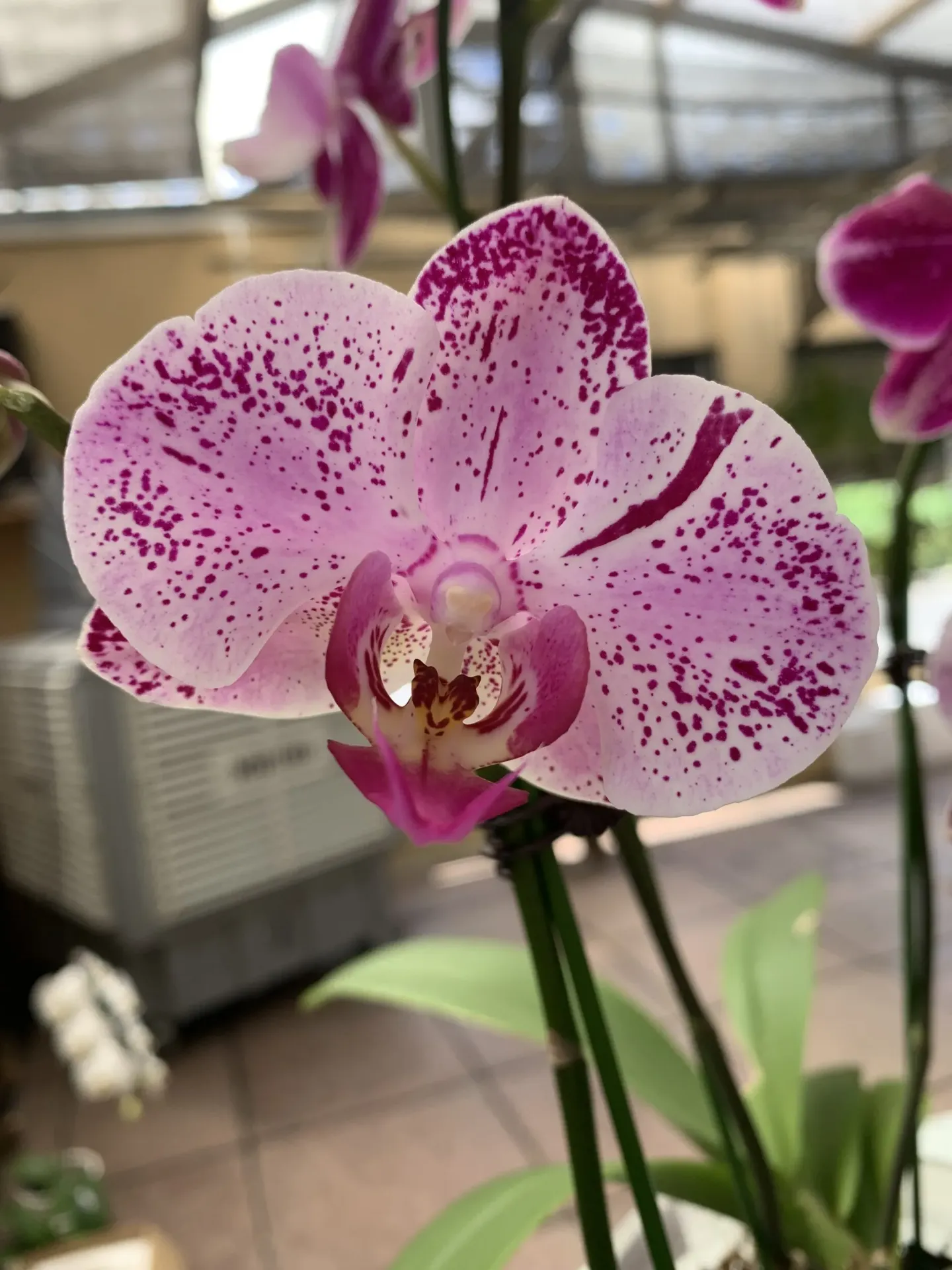 Phal Tesoro Flower – non-blooming
