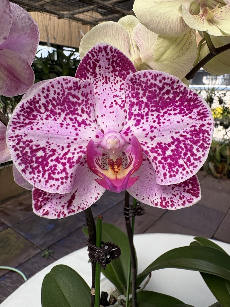 Phal Tesoro Flower flower size 7-8cm