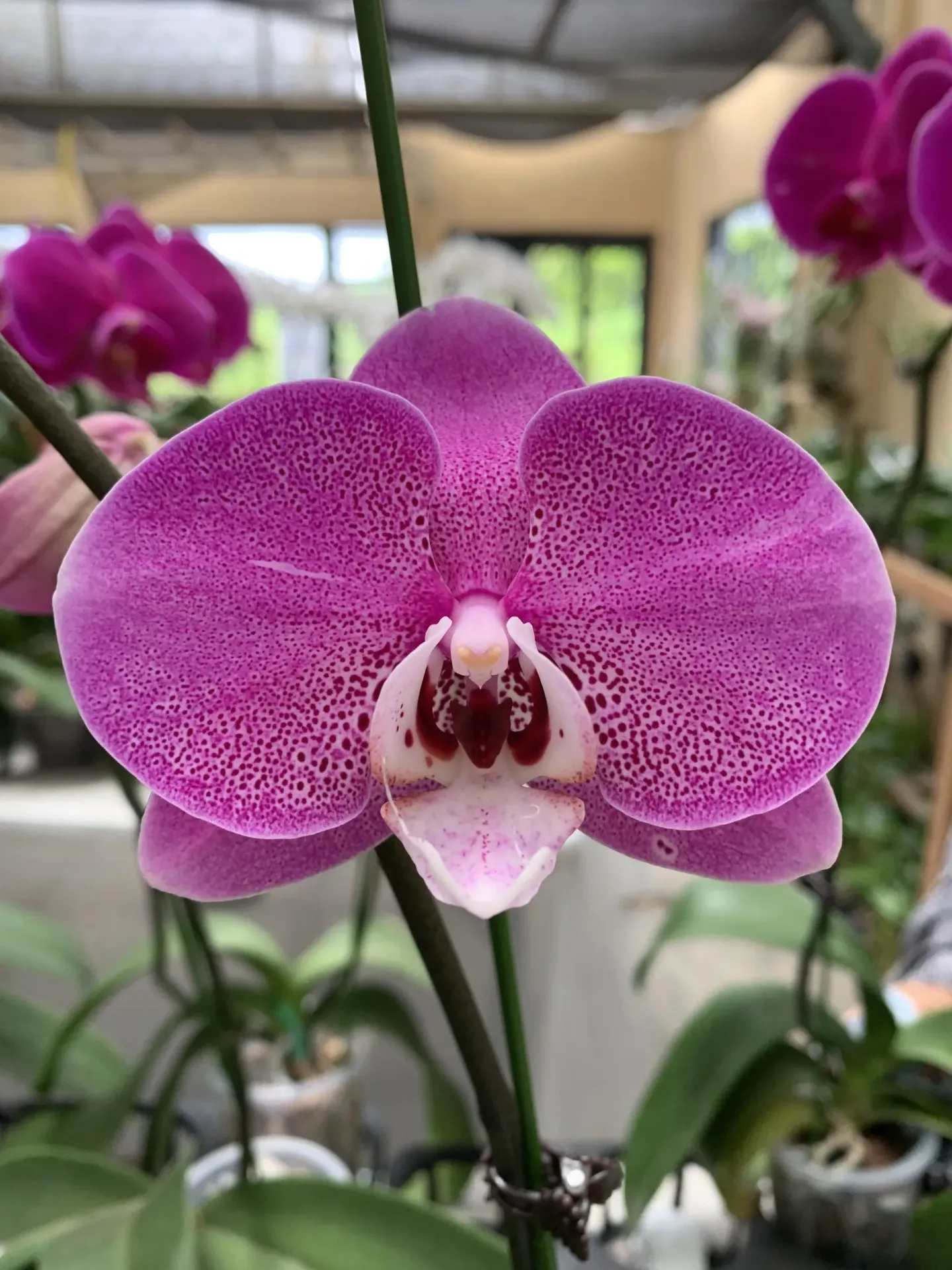 Phal Nihon Buyo Flower Size 10cm