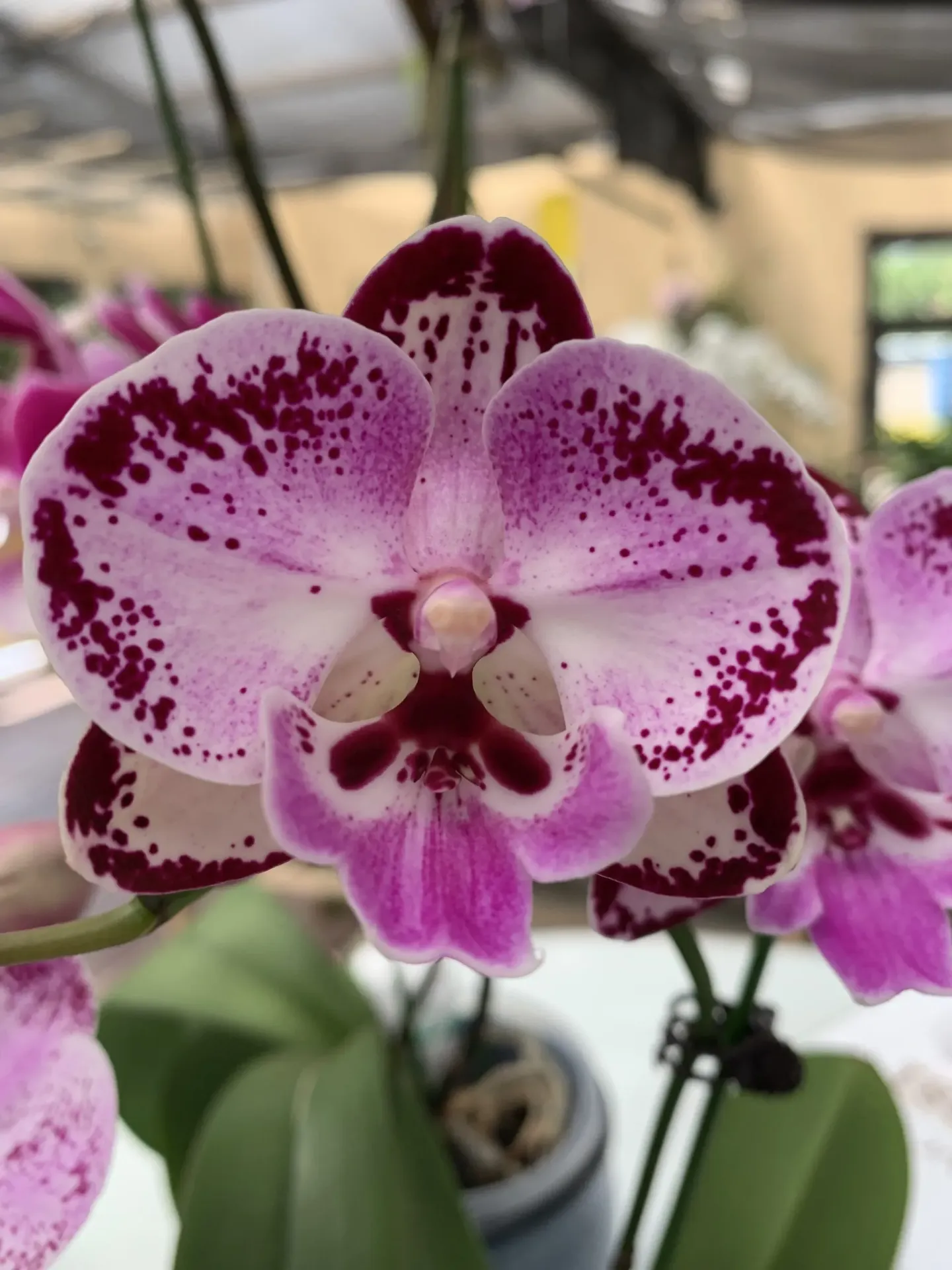 Phal Late Night Mellow – plant only