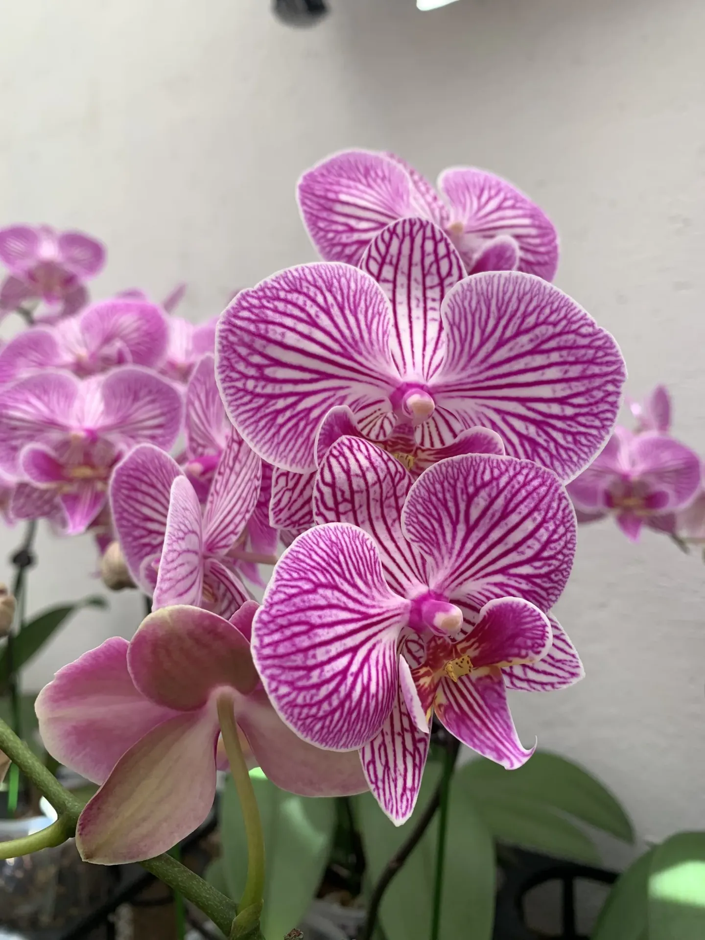 Phal Musica – plant only