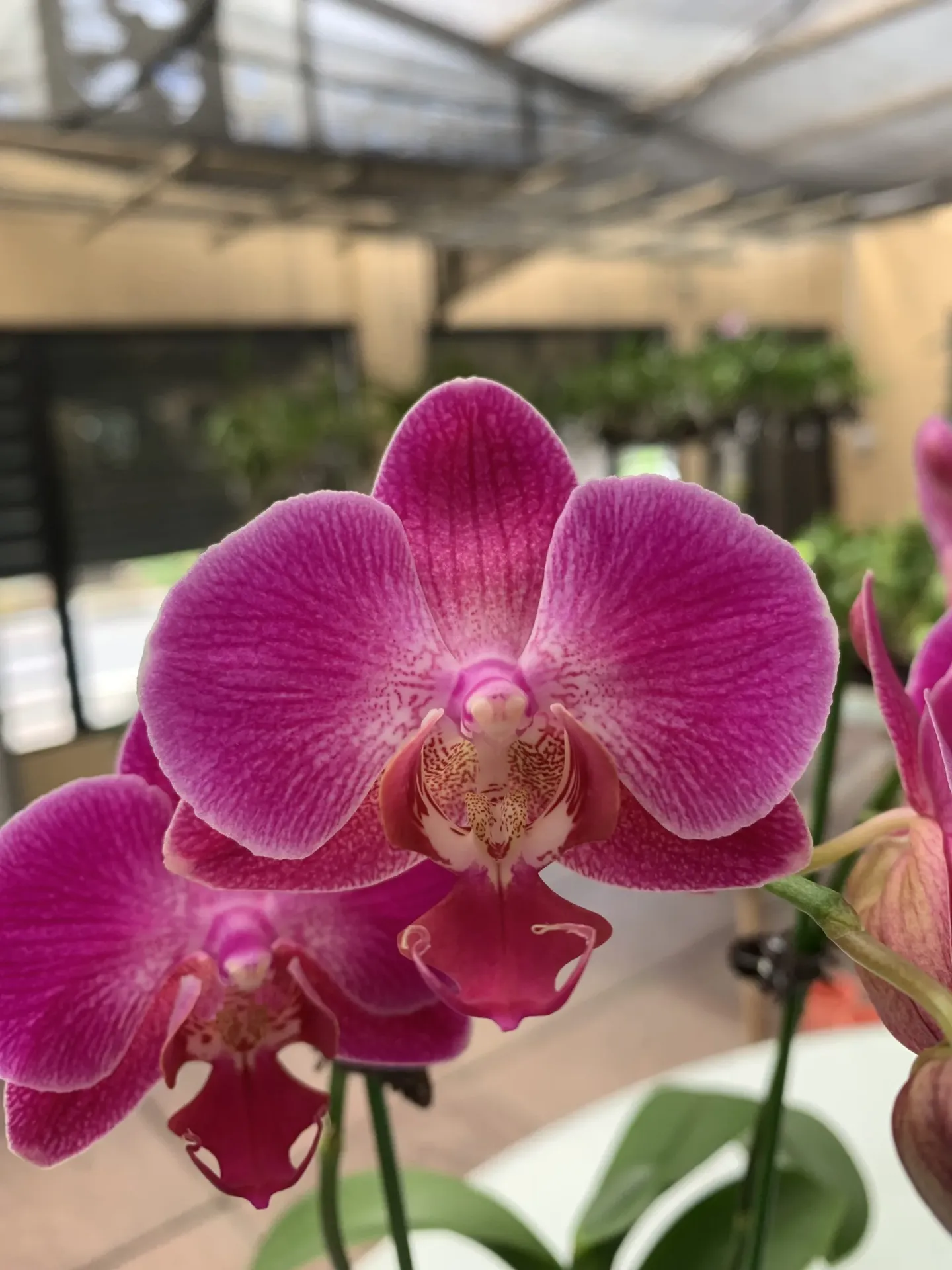 F6607 Phal Luis – plant only