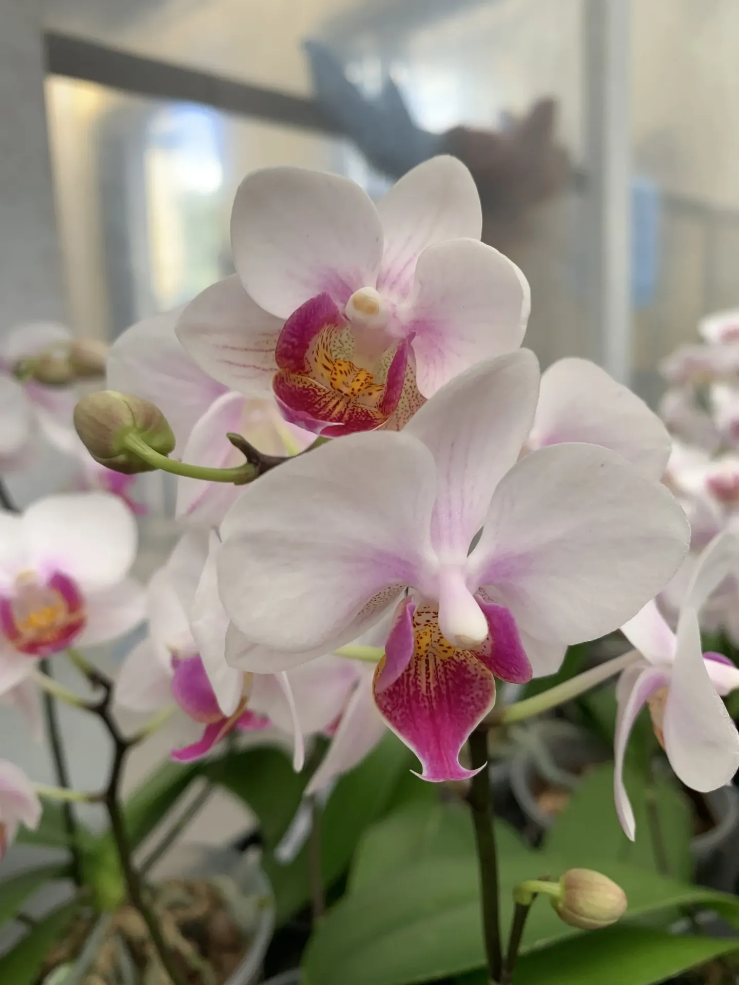 [SGAug25] F6607 Phal Almond Flour – non-blooming