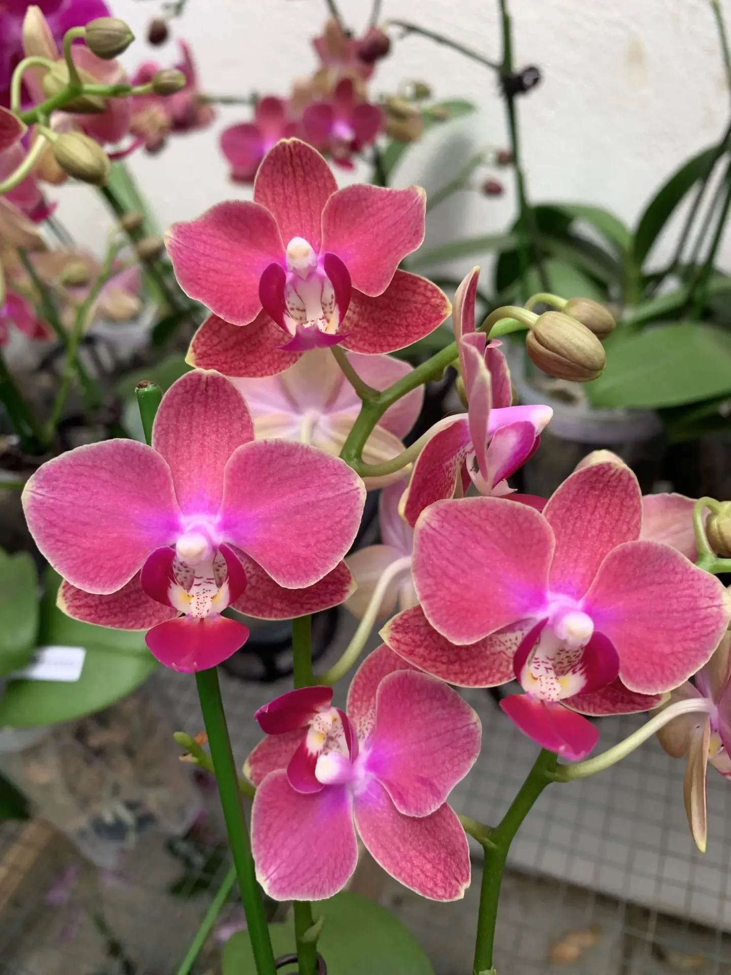 F6607 Phal Loganberry flower size 3-4cm