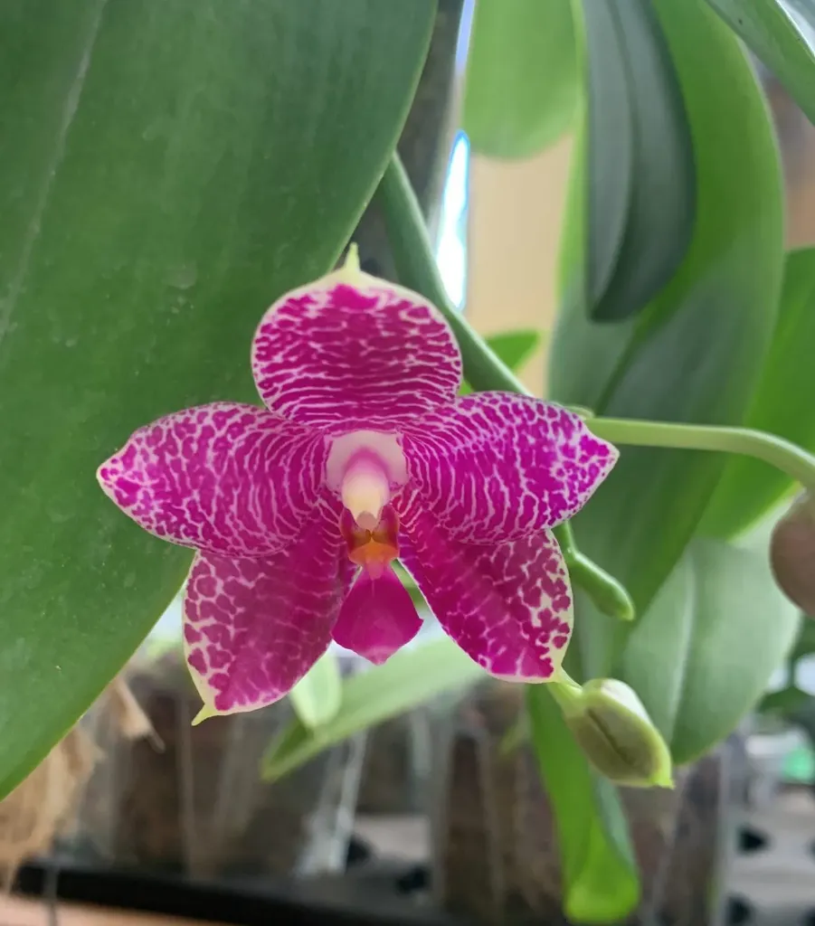 Special Phal Gigantea var alba x Violacae var alba - non-blooming