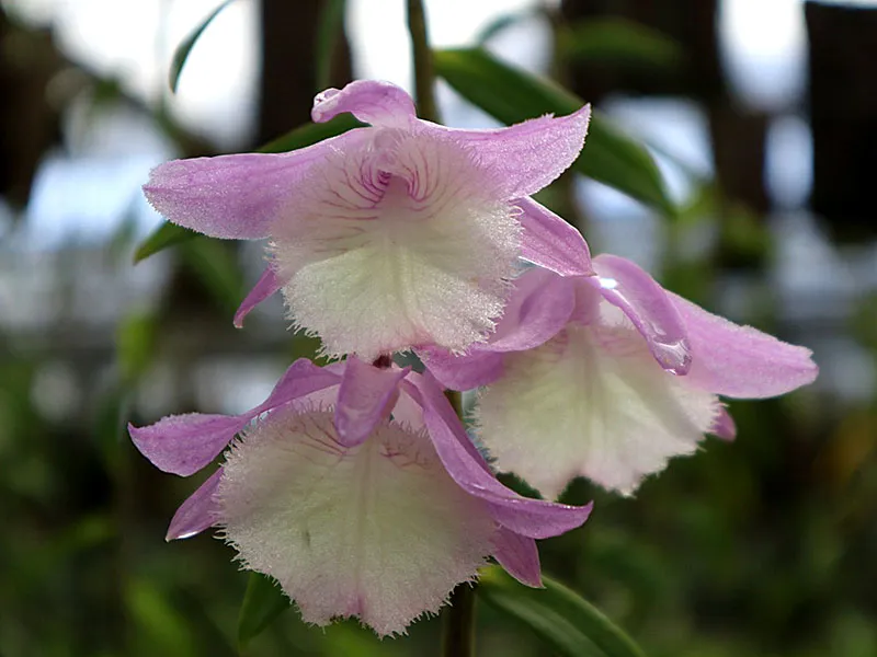 Dendrobium aphyllum ‘Krairith’