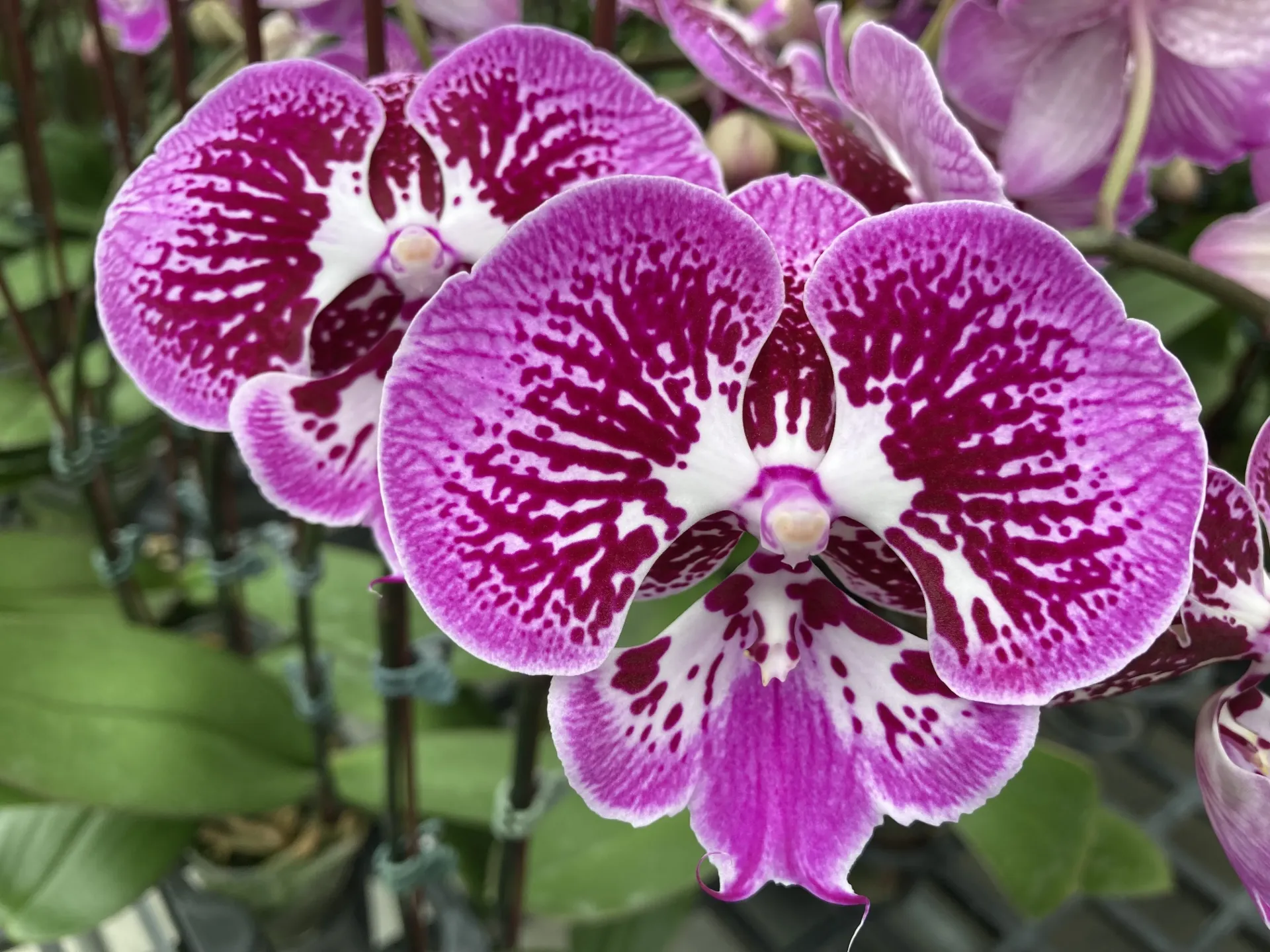 Phal. Party Girl flower size 8-9cm [large plant]
