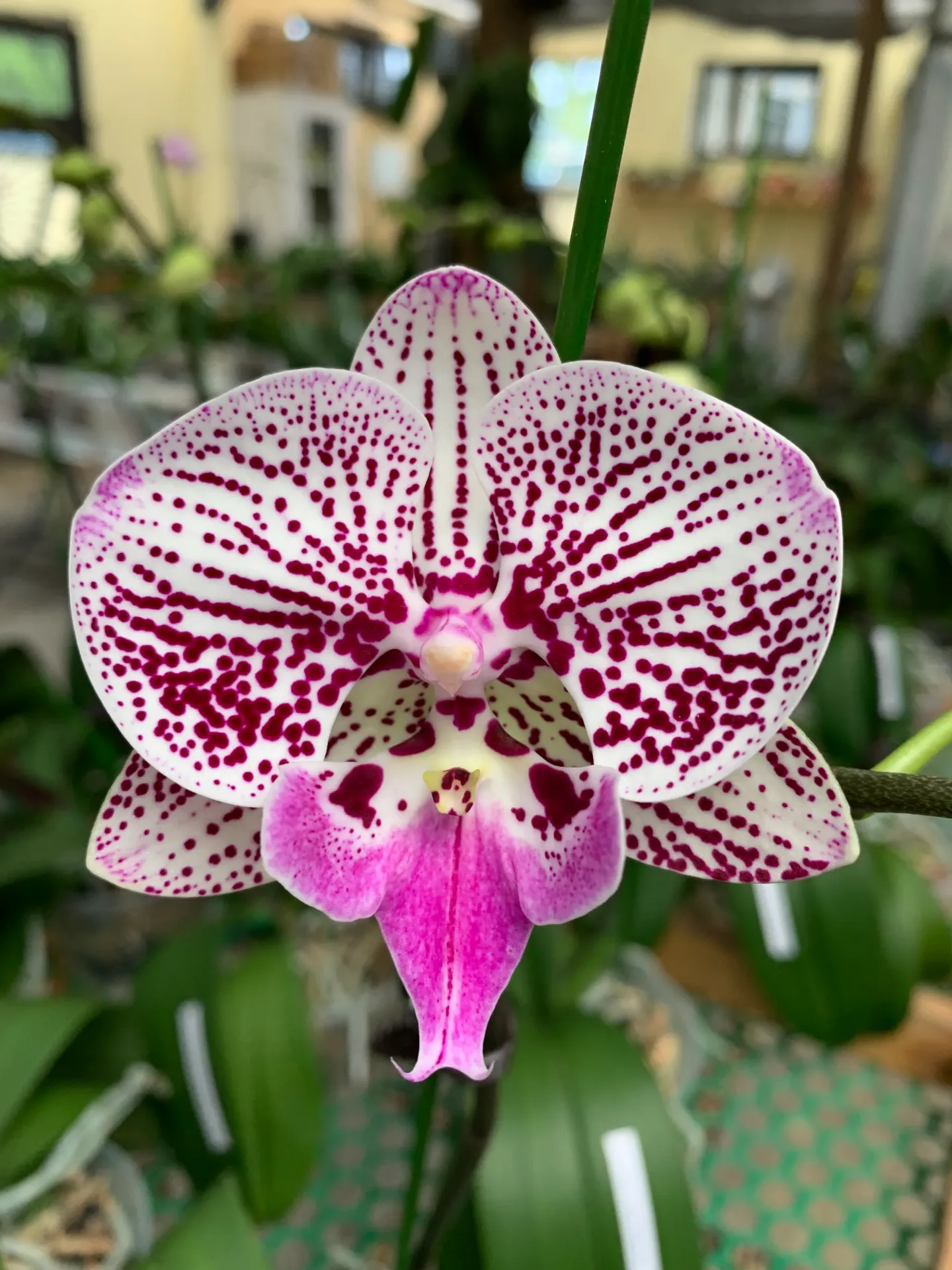 V979 Phal. Smile Mammon flower size 8-9cm [large plant]