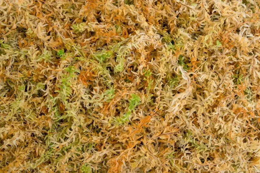 Sphagnum Moss Grade A 100g